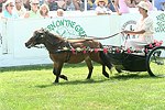  at the 29th. Annual Hampton Classic Horse Show in Bridgehamtpon.<br>photo by Rob Rich copyright 2004<br>516-676-3939<br>robwayne1@aol.com